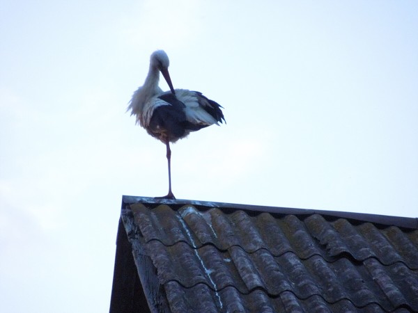 Лето в Литве.   Мой 