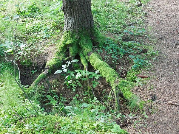 Лето в Литве.   Мой 