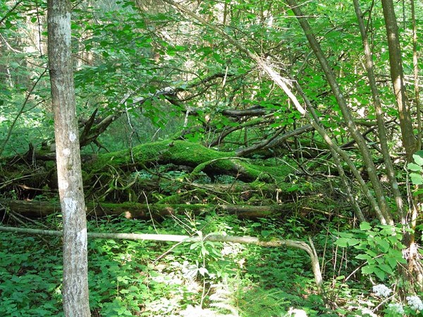 Лето в Литве.   Мой 