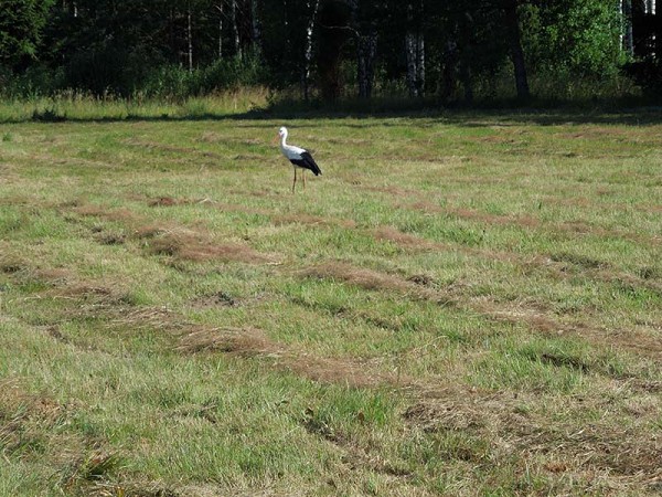 Лето в Литве.   Мой 