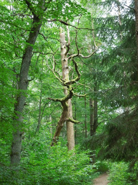 Лето в Литве.   Мой 