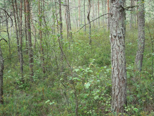 Лето в Литве.   Мой 