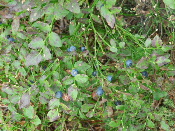 Лето в Литве.   Мой 