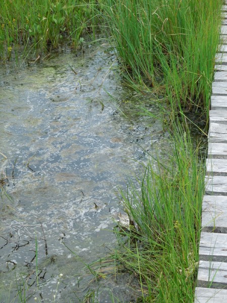 Лето в Литве.   Мой 