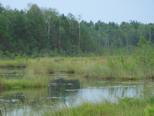 Лето в Литве.   Мой 