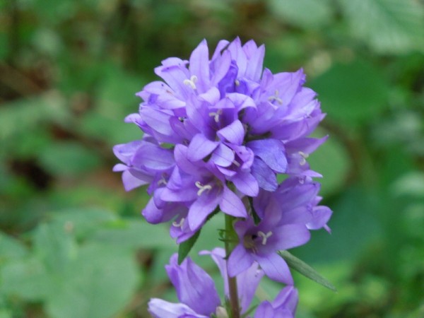 Лето в Литве.   Мой 